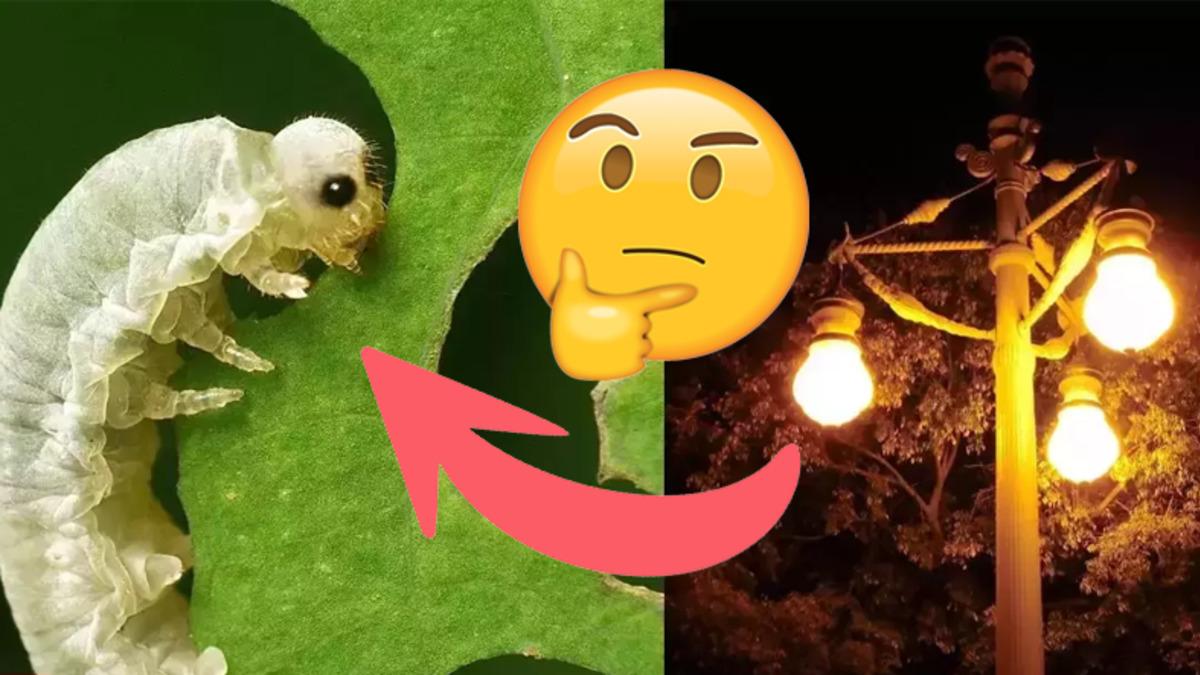 Sokak Lambaları Nasıl Oluyor da Böcekleri Aç Bırakarak Onların Hayatını Tehdit Ediyor?