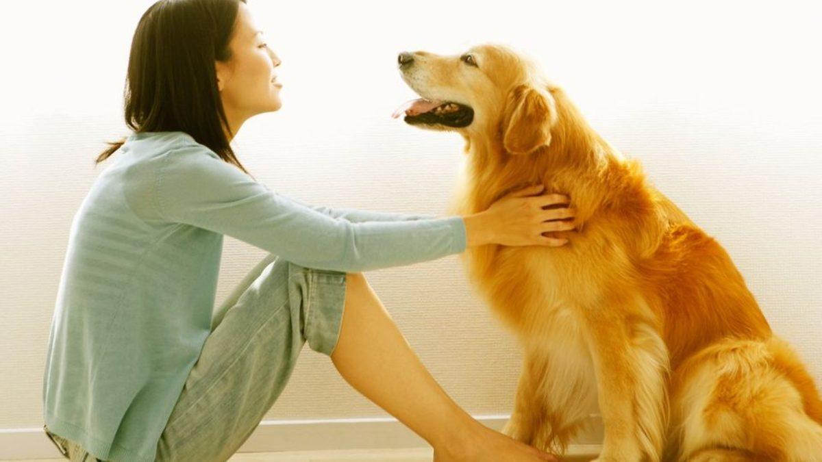 Köpeklerin Beyinleri Nasıl Oluyor da Onların Gözlerinin İçine Baktığımızda Bizimkilerle Senkronize Oluyor?