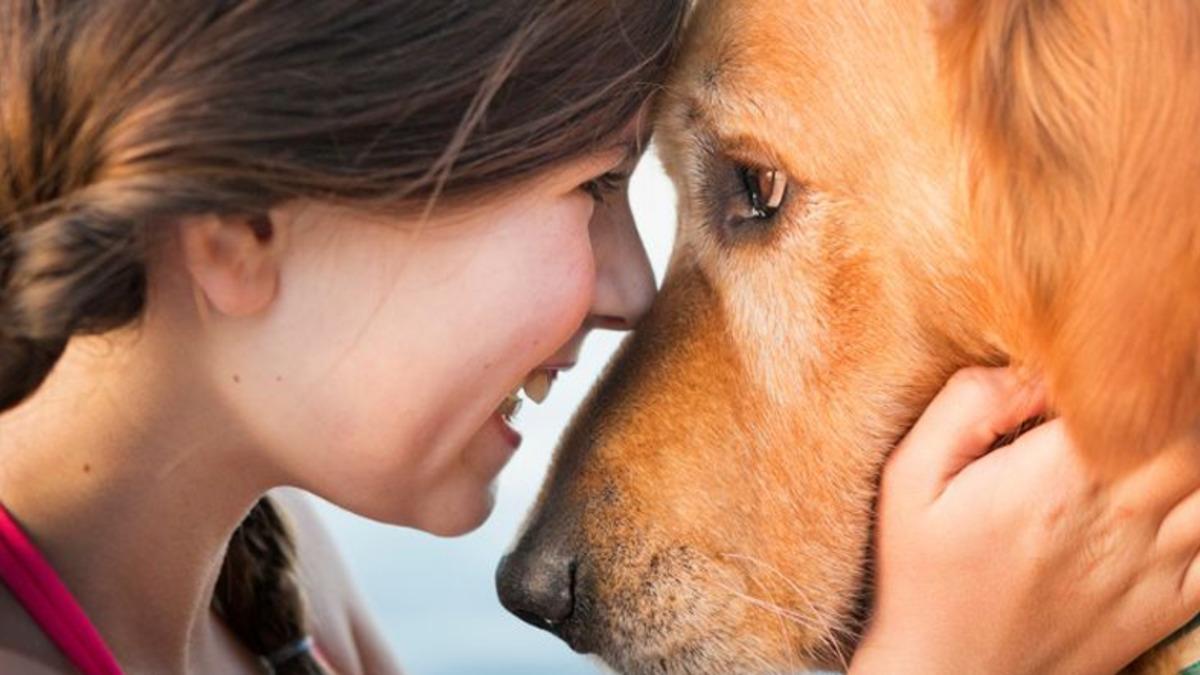 Köpeklerin Beyinleri Nasıl Oluyor da Onların Gözlerinin İçine Baktığımızda Bizimkilerle Senkronize Oluyor?