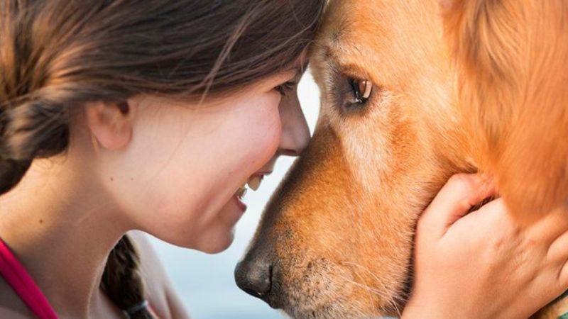 Köpeklerin Beyinleri Nasıl Oluyor da Onların Gözlerinin İçine Baktığımızda Bizimkilerle Senkronize Oluyor?