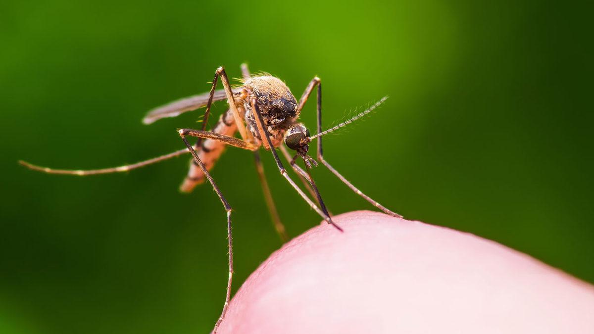 Sivri Sineklerden Nefret Edenler Yerleşebilir: Neden Dünyada Yalnızca Antarktika ve İzlanda’da Sivrisinek Yaşamıyor? (Sebep Sadece Soğuk Değil!)