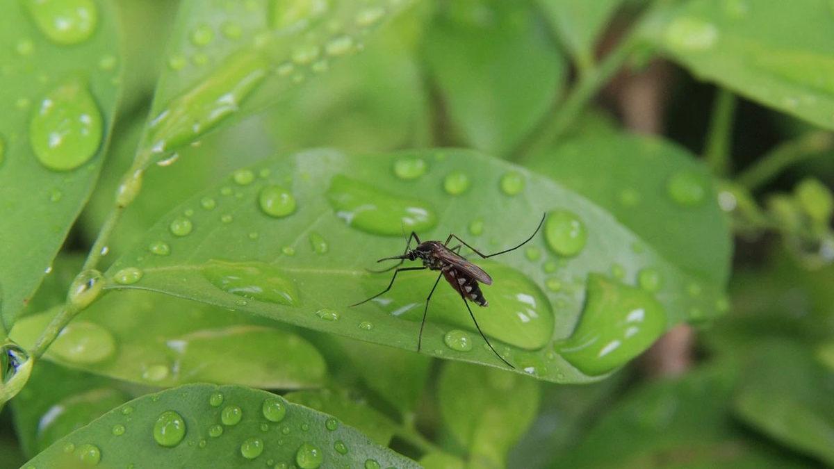 Sivri Sineklerden Nefret Edenler Yerleşebilir: Neden Dünyada Yalnızca Antarktika ve İzlanda’da Sivrisinek Yaşamıyor? (Sebep Sadece Soğuk Değil!)