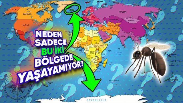 Sivri Sineklerden Nefret Edenler Yerleşebilir: Neden Dünyada Yalnızca Antarktika ve İzlanda’da Sivrisinek Yaşamıyor? (Sebep Sadece Soğuk Değil!)