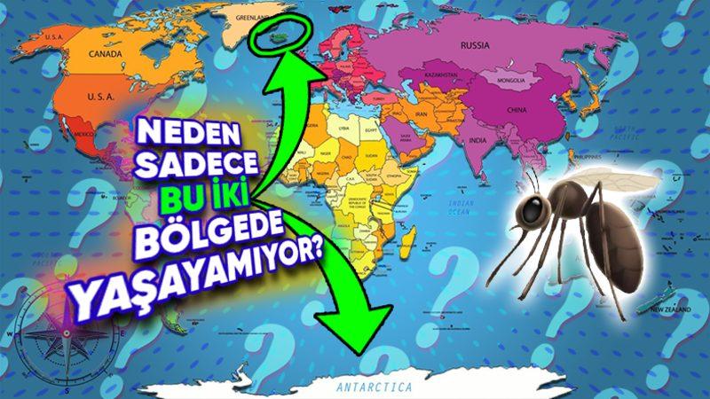 Sivri Sineklerden Nefret Edenler Yerleşebilir: Neden Dünyada Yalnızca Antarktika ve İzlanda’da Sivrisinek Yaşamıyor? (Sebep Sadece Soğuk Değil!)