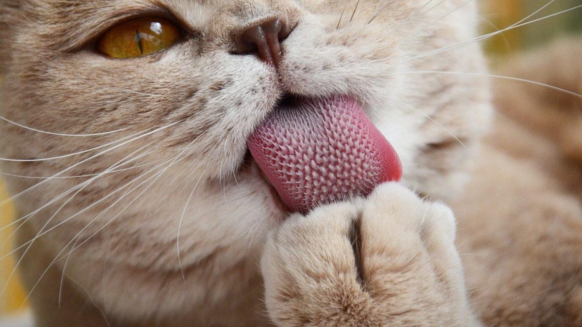 Bilime Göre Kedi ve Köpeklerin Dili Söylendiği Gibi İnsanlardan Daha mı Temiz?