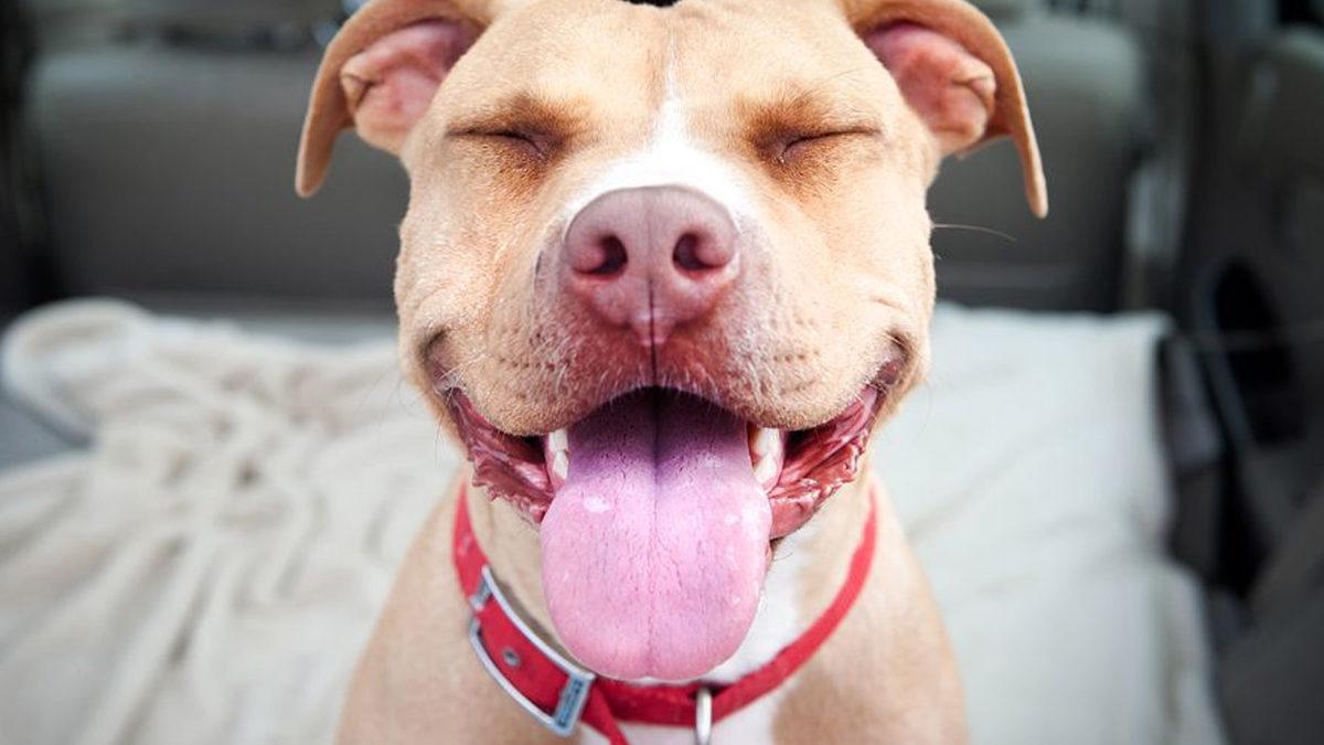 Bilime Göre Kedi ve Köpeklerin Dili Söylendiği Gibi İnsanlardan Daha mı Temiz?