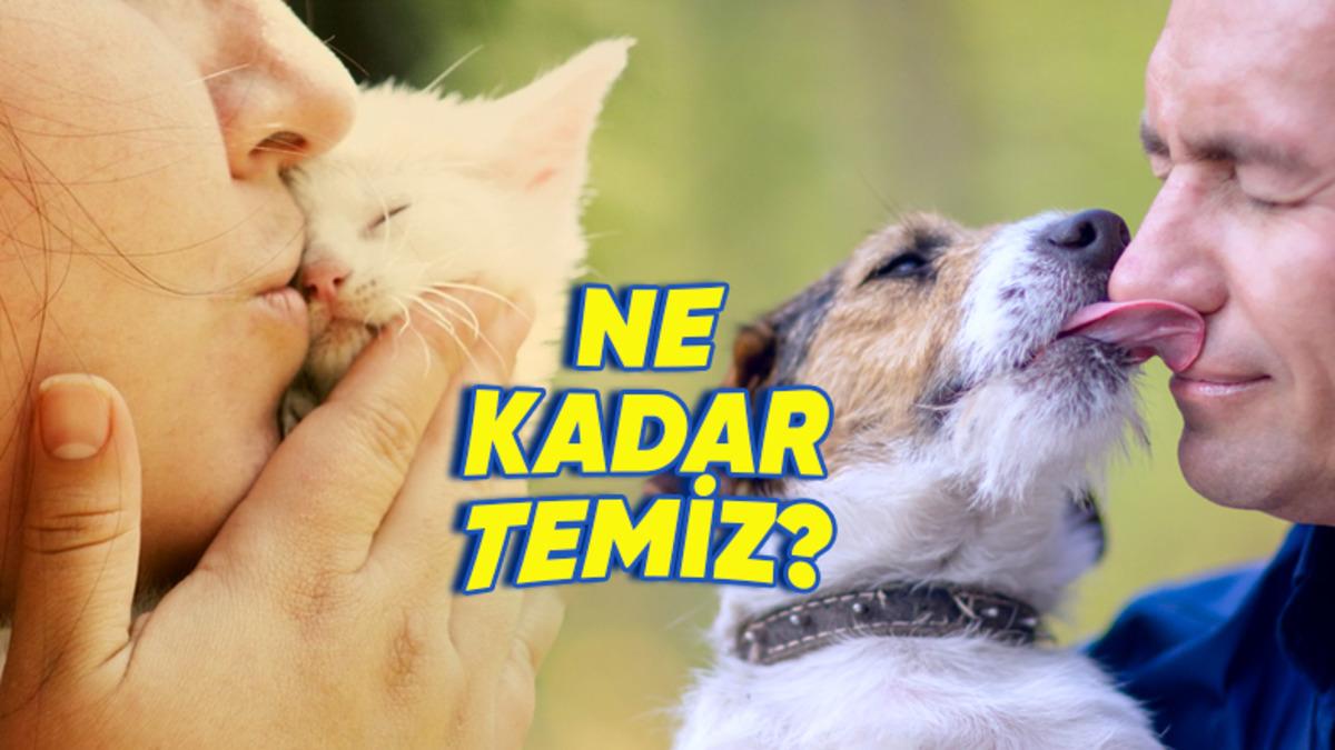 Bilime Göre Kedi ve Köpeklerin Dili Söylendiği Gibi İnsanlardan Daha mı Temiz?