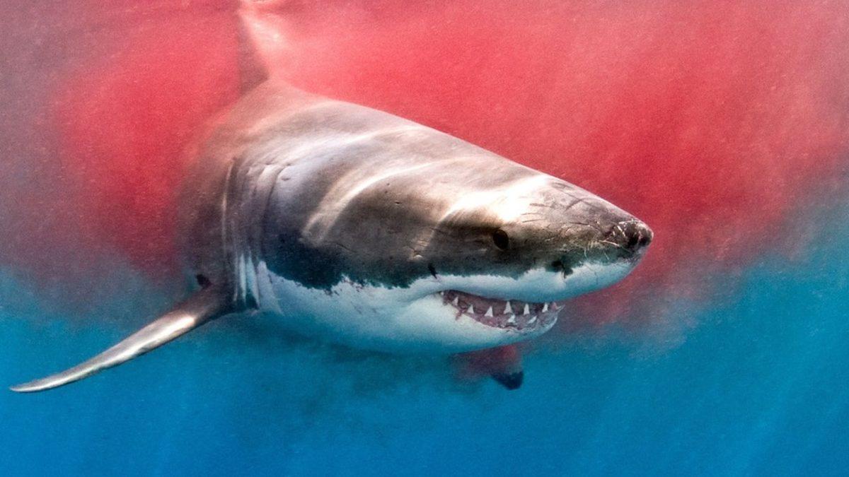 Köpek Balıkları, Nasıl Oluyor da Su Altında Kan Kokusunu Kilometrelerce Öteden Alabiliyor? Hayran Bırakacak Burun Anatomisi