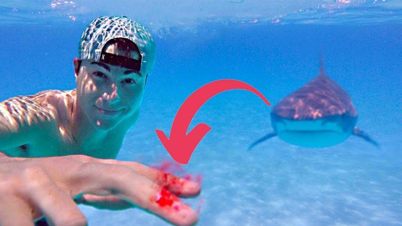 Köpek Balıkları, Nasıl Oluyor da Su Altında Kan Kokusunu Kilometrelerce Öteden Alabiliyor? Hayran Bırakacak Burun Anatomisi