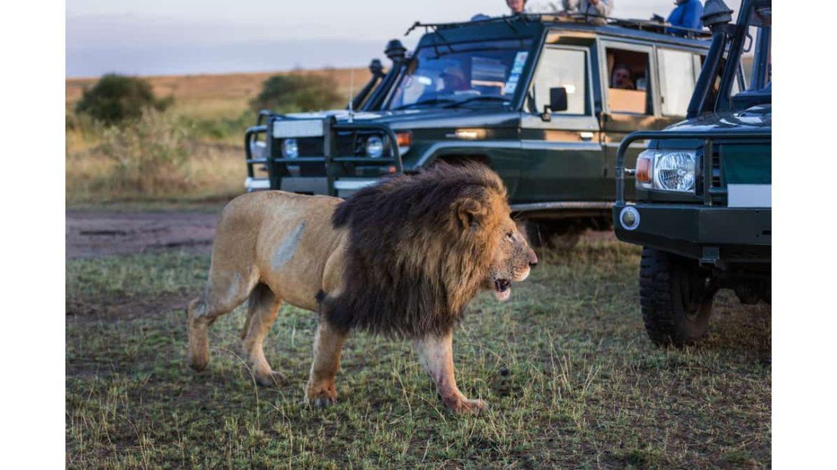 İnsanlar Safari Araçlarıyla Aslanların Arasında Fink Atarken Aslanlar Onlara Neden Hiç Saldırmıyor?