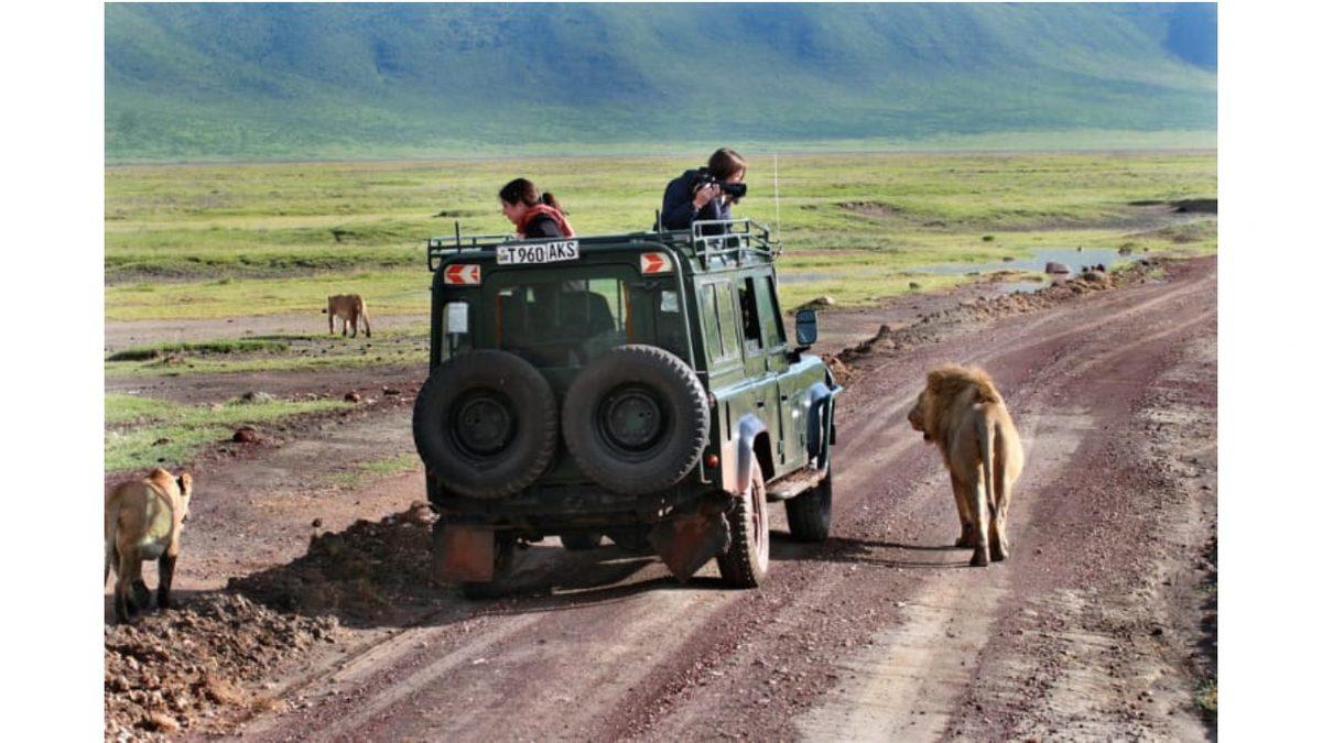 İnsanlar Safari Araçlarıyla Aslanların Arasında Fink Atarken Aslanlar Onlara Neden Hiç Saldırmıyor?