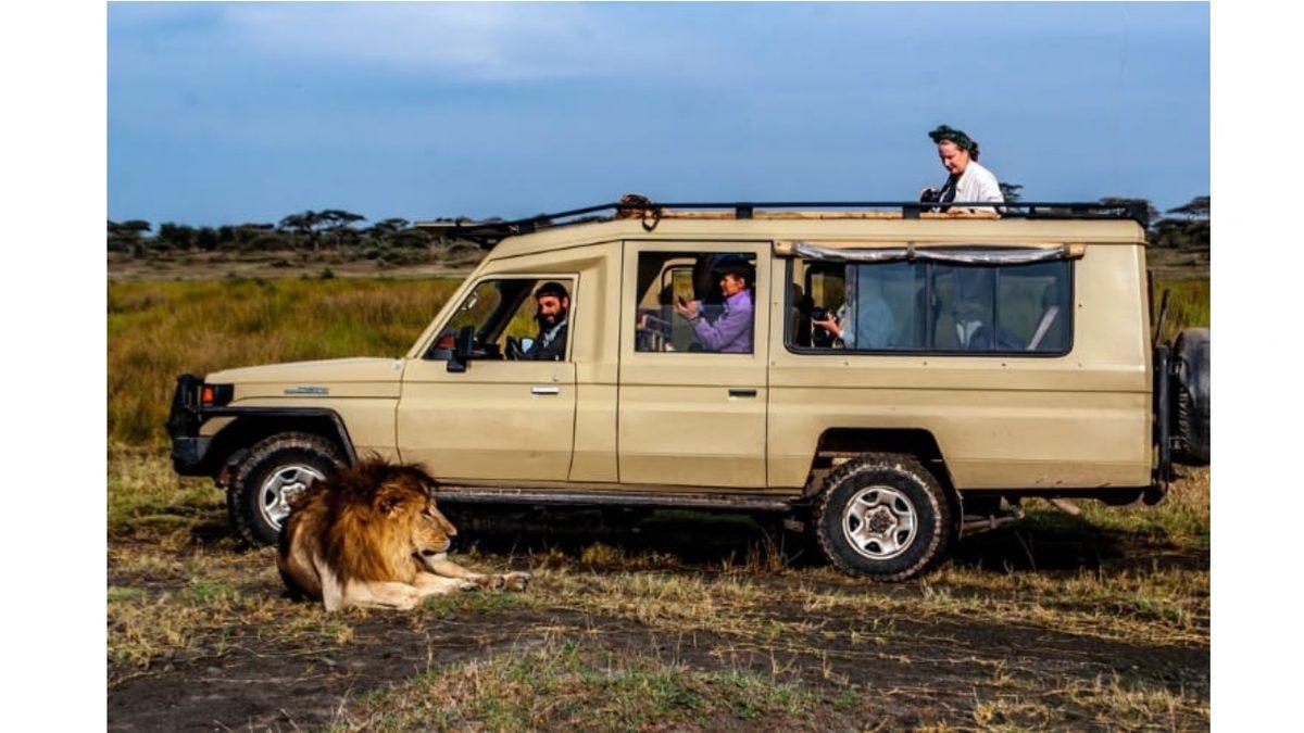 İnsanlar Safari Araçlarıyla Aslanların Arasında Fink Atarken Aslanlar Onlara Neden Hiç Saldırmıyor?
