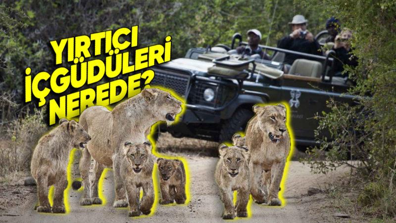İnsanlar Safari Araçlarıyla Aslanların Arasında Fink Atarken Aslanlar Onlara Neden Hiç Saldırmıyor?