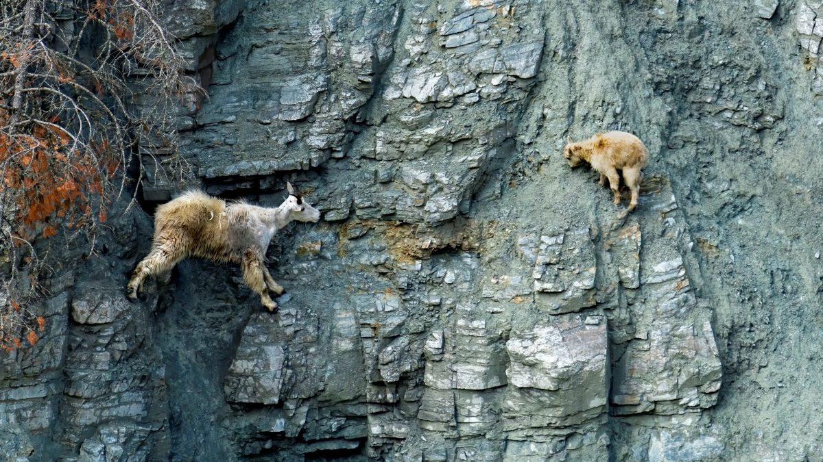 Dağ Keçileri Nasıl Oluyor da Fizik Kurallarına Meydan Okurcasına Dimdik ve Daracık Yerlerden Kolayca Geçebiliyor?