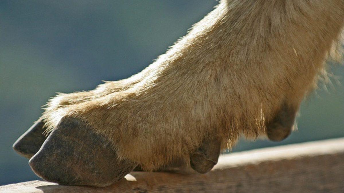 Dağ Keçileri Nasıl Oluyor da Fizik Kurallarına Meydan Okurcasına Dimdik ve Daracık Yerlerden Kolayca Geçebiliyor?