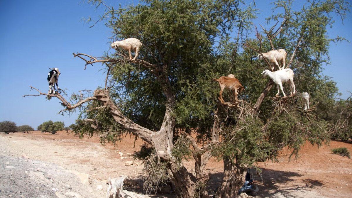 Dağ Keçileri Nasıl Oluyor da Fizik Kurallarına Meydan Okurcasına Dimdik ve Daracık Yerlerden Kolayca Geçebiliyor?