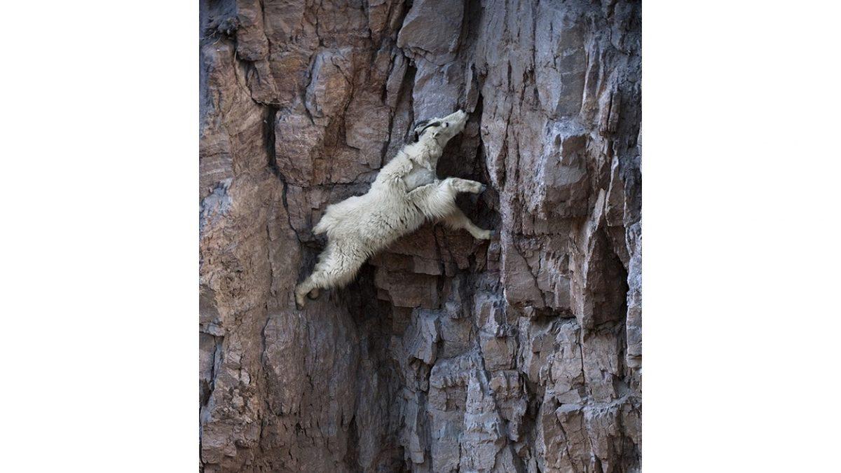 Dağ Keçileri Nasıl Oluyor da Fizik Kurallarına Meydan Okurcasına Dimdik ve Daracık Yerlerden Kolayca Geçebiliyor?