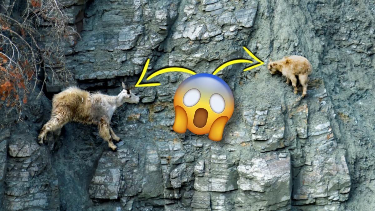 Dağ Keçileri Nasıl Oluyor da Fizik Kurallarına Meydan Okurcasına Dimdik ve Daracık Yerlerden Kolayca Geçebiliyor?