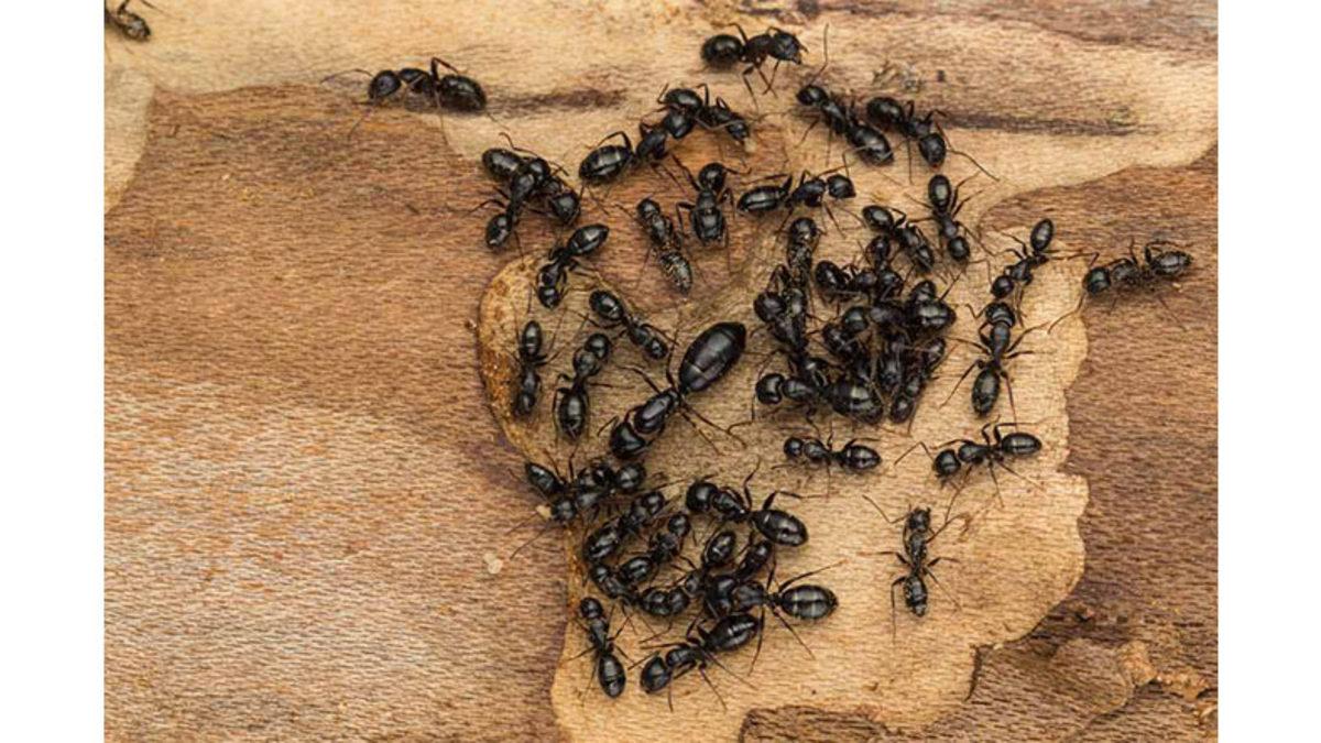 Kraliçe Karınca Öldükten Sonra Kolonideki Tüm Karıncaların da Teker Teker Yok Olmalarının İlginç Sebebi