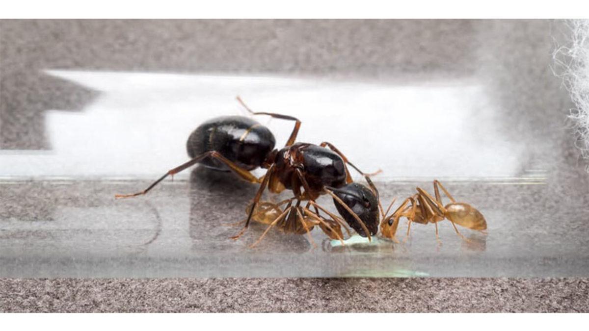 Kraliçe Karınca Öldükten Sonra Kolonideki Tüm Karıncaların da Teker Teker Yok Olmalarının İlginç Sebebi