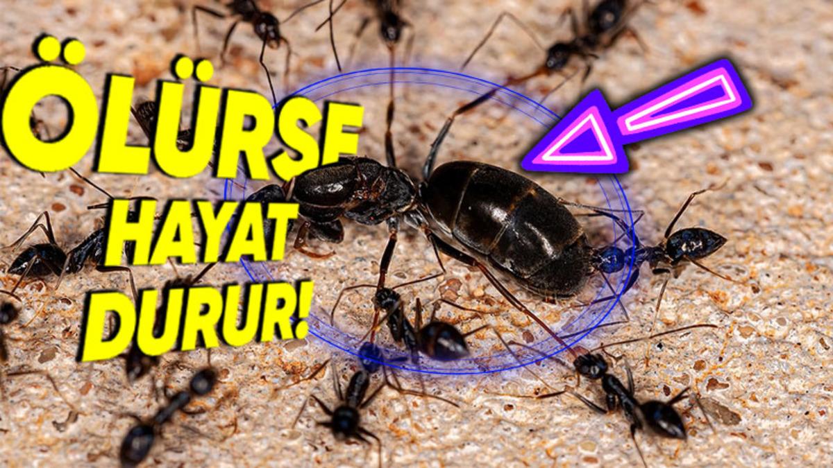 Kraliçe Karınca Öldükten Sonra Kolonideki Tüm Karıncaların da Teker Teker Yok Olmalarının İlginç Sebebi