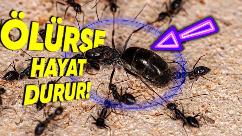 Kraliçe Karınca Öldükten Sonra Kolonideki Tüm Karıncaların da Teker Teker Yok Olmalarının İlginç Sebebi