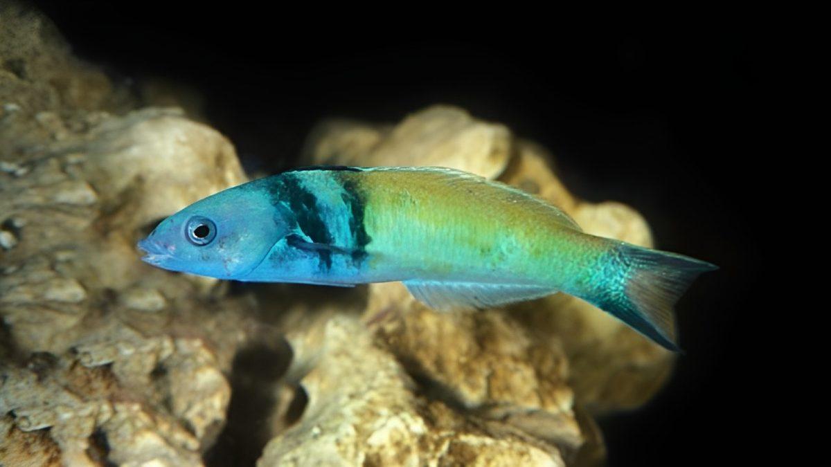 Cinsiyet Değiştirebilen 7 Hayvanı Derledik: Peki Bunu Nasıl Yapabiliyorlar?