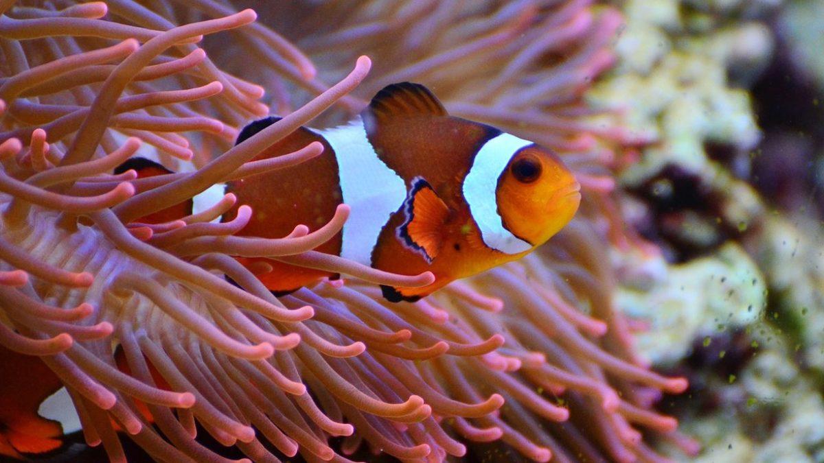 Cinsiyet Değiştirebilen 7 Hayvanı Derledik: Peki Bunu Nasıl Yapabiliyorlar?