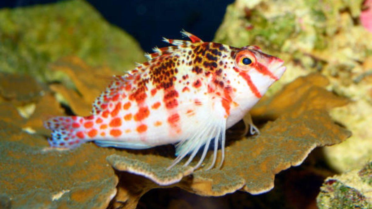 Cinsiyet Değiştirebilen 7 Hayvanı Derledik: Peki Bunu Nasıl Yapabiliyorlar?