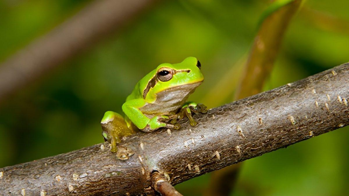 Cinsiyet Değiştirebilen 7 Hayvanı Derledik: Peki Bunu Nasıl Yapabiliyorlar?