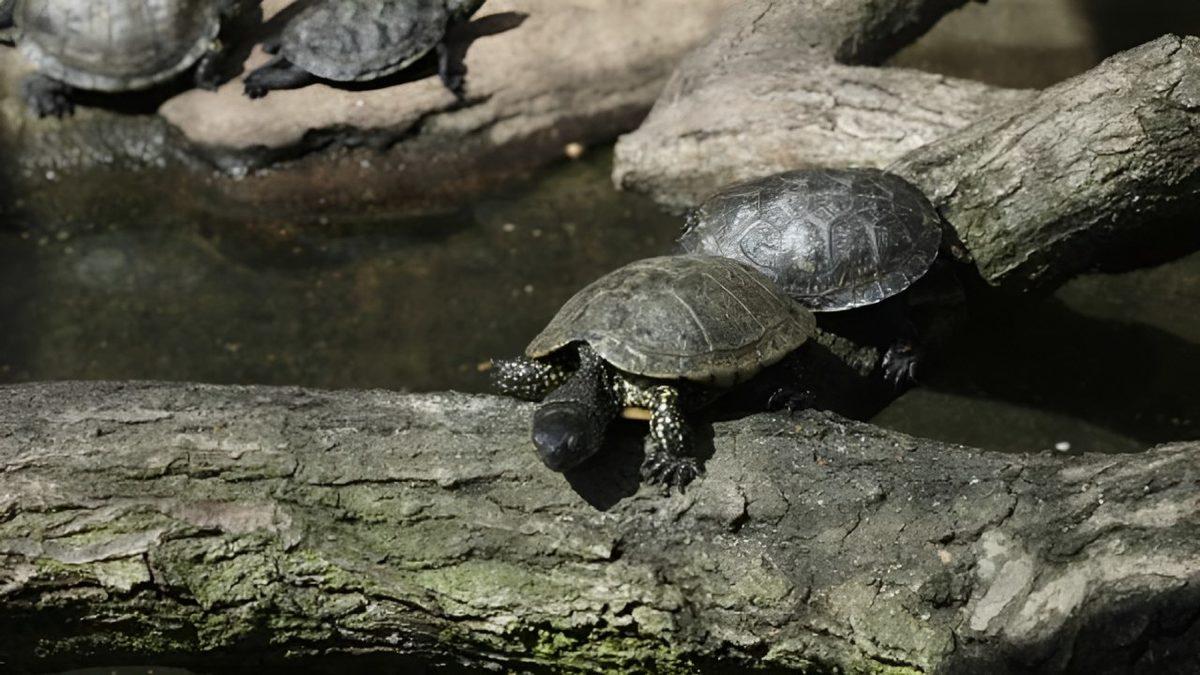 Cinsiyet Değiştirebilen 7 Hayvanı Derledik: Peki Bunu Nasıl Yapabiliyorlar?
