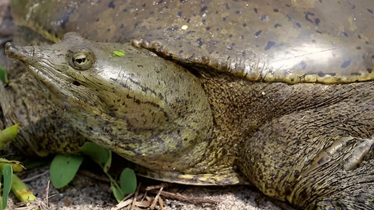 Cinsiyet Değiştirebilen 7 Hayvanı Derledik: Peki Bunu Nasıl Yapabiliyorlar?