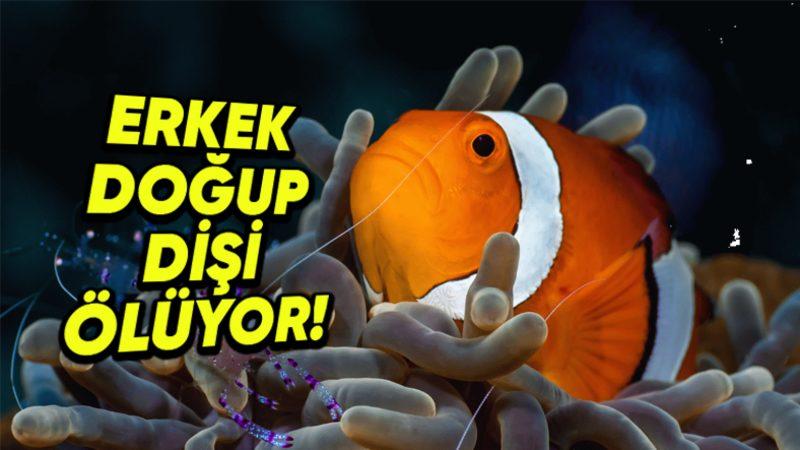 Cinsiyet Değiştirebilen 7 Hayvanı Derledik: Peki Bunu Nasıl Yapabiliyorlar?