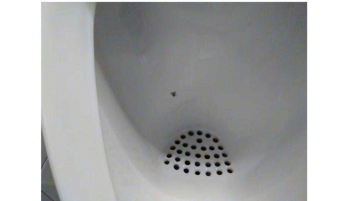 Amsterdam’da Bu Havaalandaki Tuvaletlerin İçinde Neden Sinek Görseli Var? Bir Nevi Sosyal Deney!