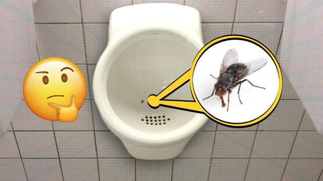 Amsterdam’da Bu Havaalandaki Tuvaletlerin İçinde Neden Sinek Görseli Var? Bir Nevi Sosyal Deney!