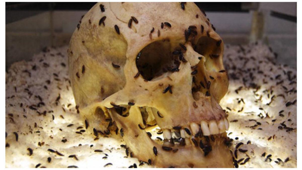 Her Türlü Organizmayı Silip Süpüren Böcekler Kemiklere Neden Hiç Dokunmazlar?