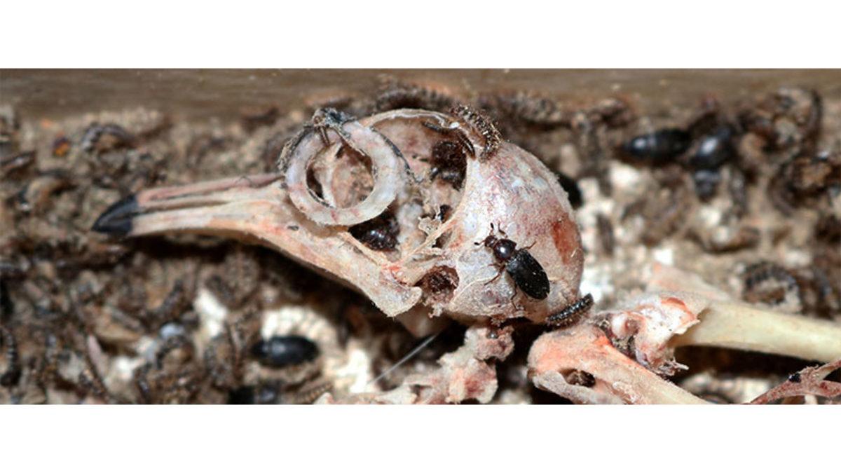 Her Türlü Organizmayı Silip Süpüren Böcekler Kemiklere Neden Hiç Dokunmazlar?