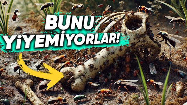 Her Türlü Organizmayı Silip Süpüren Böcekler Kemiklere Neden Hiç Dokunmazlar?