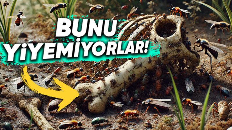 Her Türlü Organizmayı Silip Süpüren Böcekler Kemiklere Neden Hiç Dokunmazlar?
