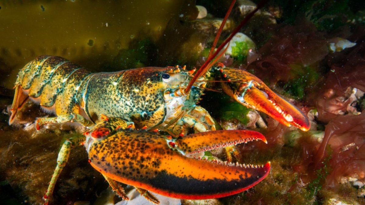 Istakozların Ayakları Olmadan Yemeklerinin Tadını ve Kokusunu Alamamasının İlginç Sebebi