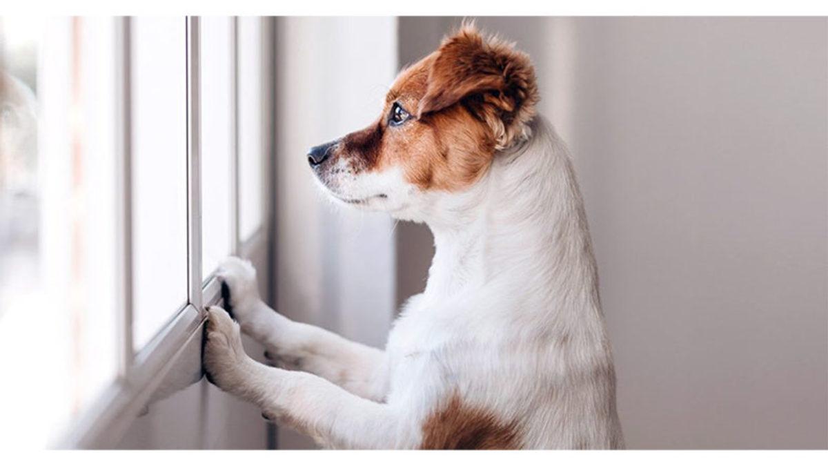Köpekler Gerçekten de Etrafı Siyah Beyaz mı Görüyor Yoksa Bu Bir Şehir Efsanesi mi?