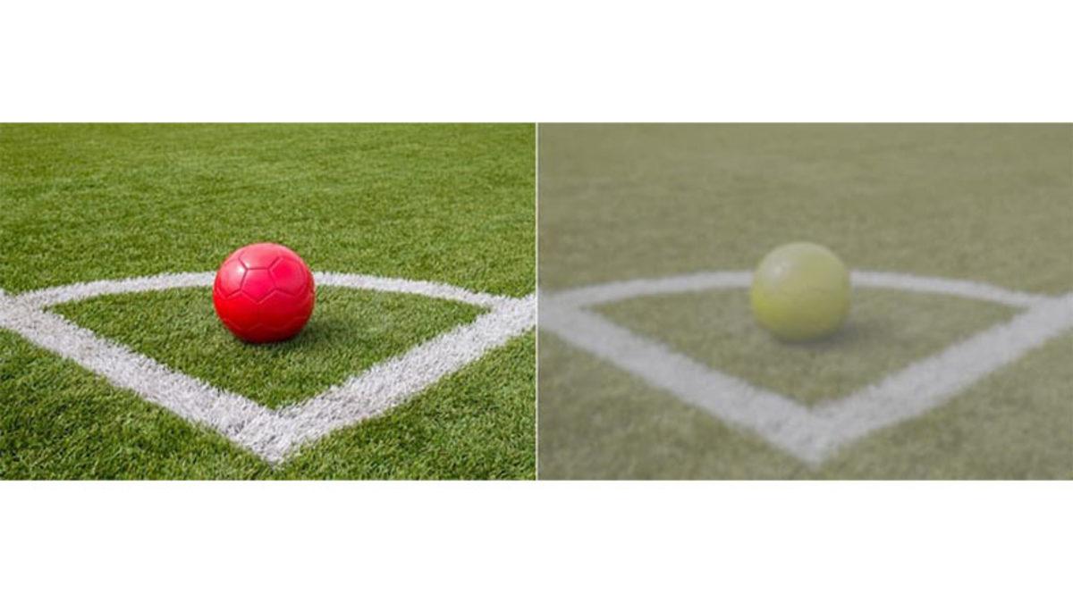 Köpekler Gerçekten de Etrafı Siyah Beyaz mı Görüyor Yoksa Bu Bir Şehir Efsanesi mi?