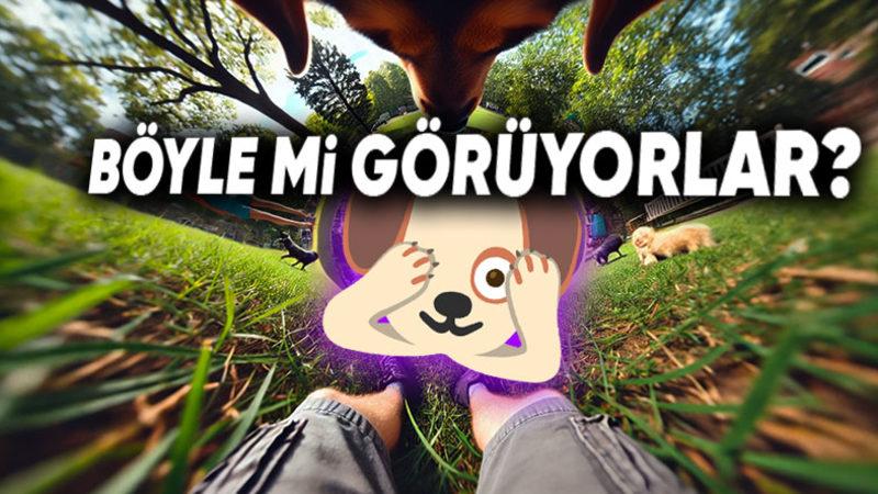 Köpekler Gerçekten de Etrafı Siyah Beyaz mı Görüyor Yoksa Bu Bir Şehir Efsanesi mi?