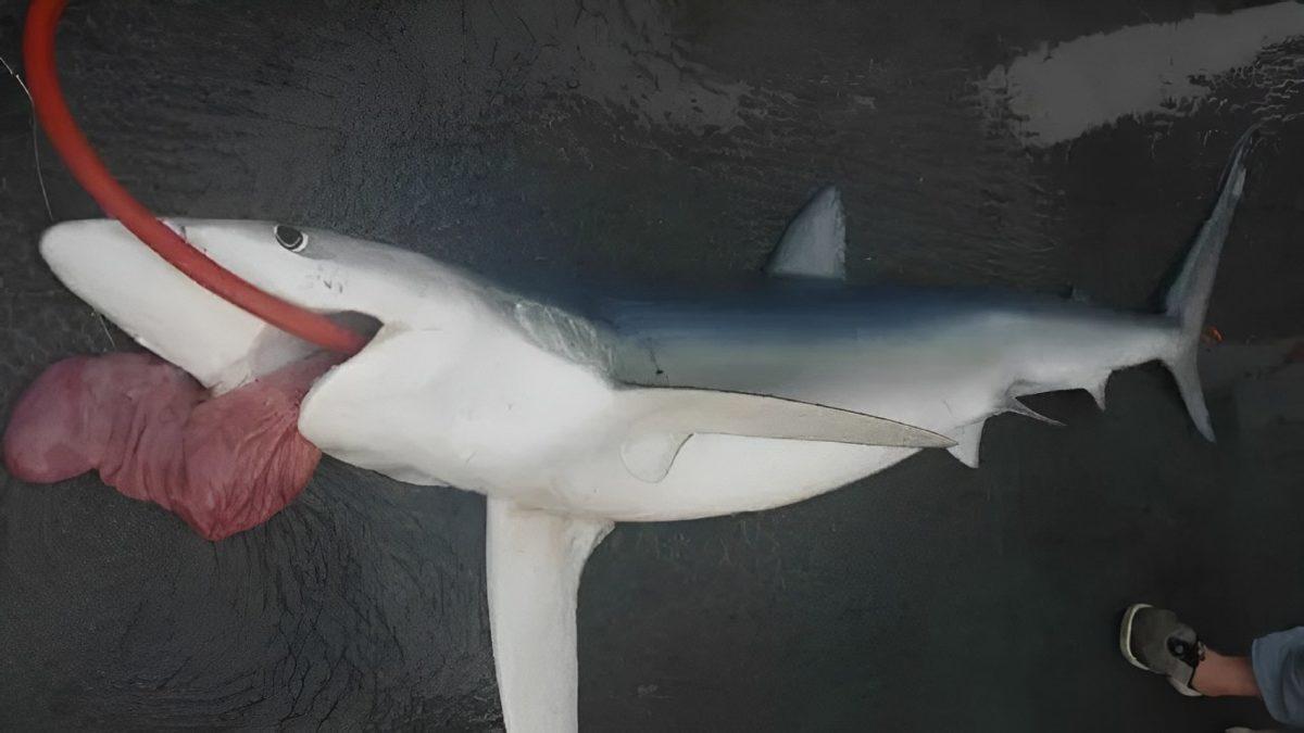 Bizimle de İlgisi Var: Köpek Balıkları Neden Midelerinin Tamamını Zaman Zaman Dışarı Çıkarmak Zorunda Kalır?