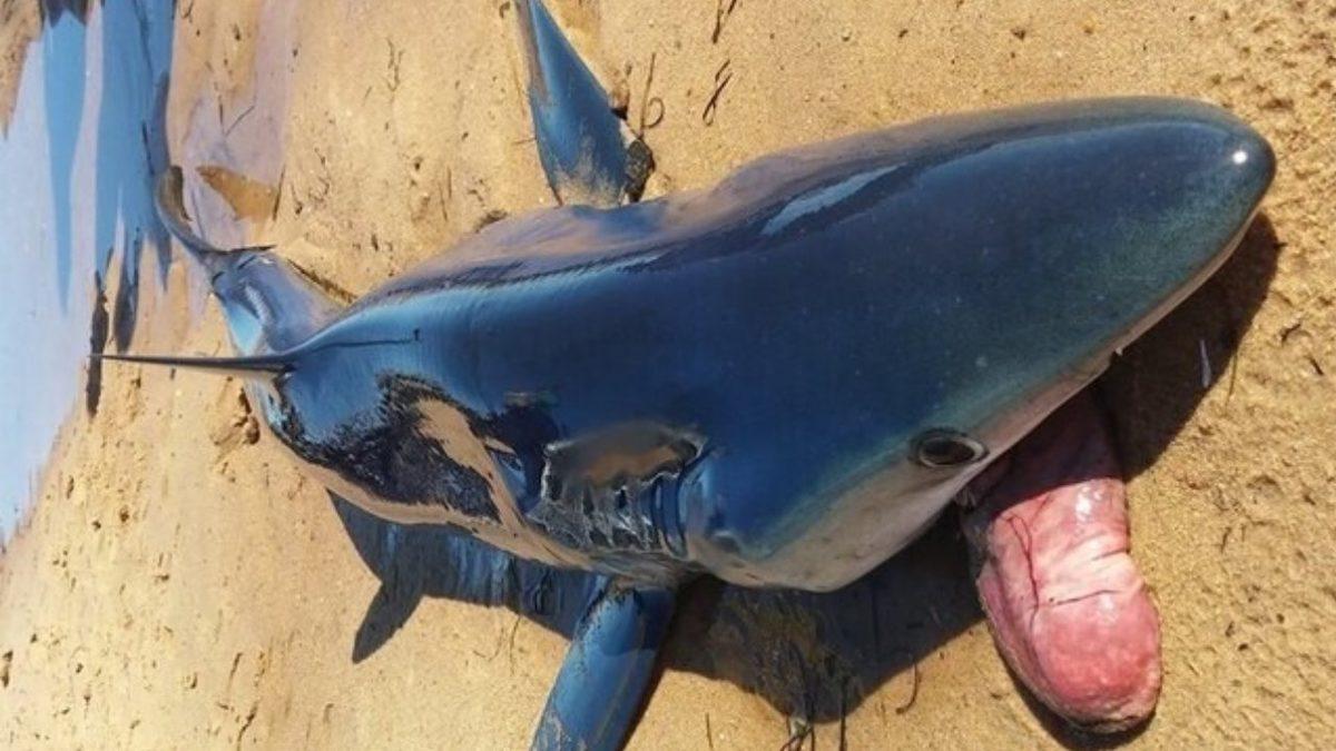 Bizimle de İlgisi Var: Köpek Balıkları Neden Midelerinin Tamamını Zaman Zaman Dışarı Çıkarmak Zorunda Kalır?