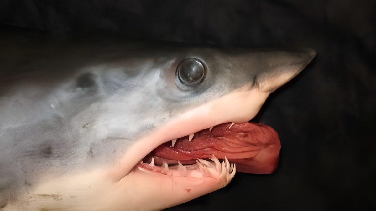 Bizimle de İlgisi Var: Köpek Balıkları Neden Midelerinin Tamamını Zaman Zaman Dışarı Çıkarmak Zorunda Kalır?