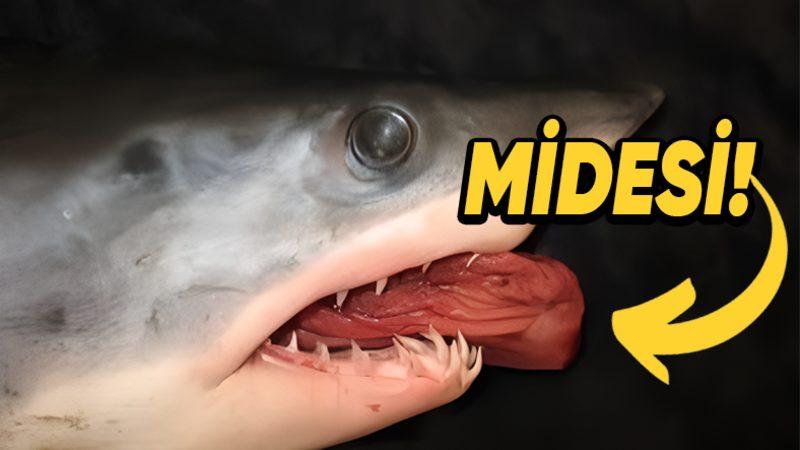 Bizimle de İlgisi Var: Köpek Balıkları Neden Midelerinin Tamamını Zaman Zaman Dışarı Çıkarmak Zorunda Kalır?