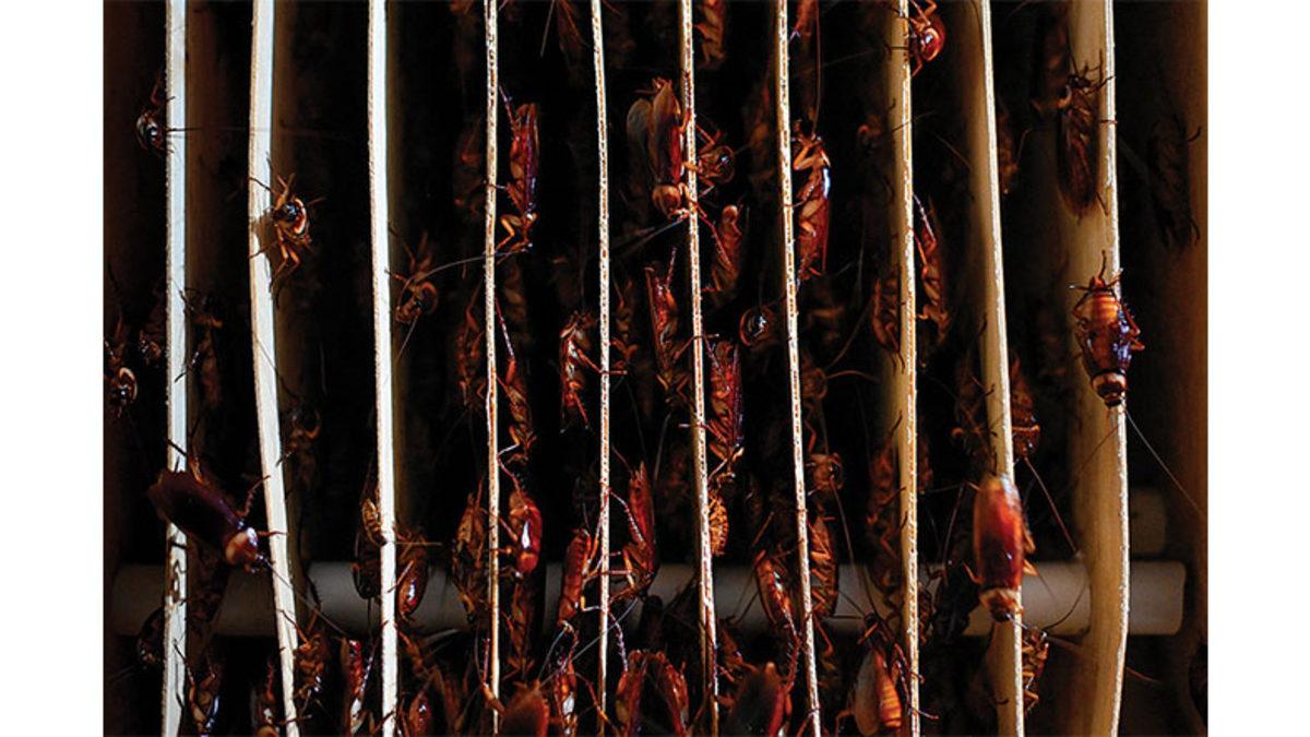 Çin Neden Çiftliklerde Hamam Böceği Yetiştiriyor? (Hayır, Yemek İçin Değil)