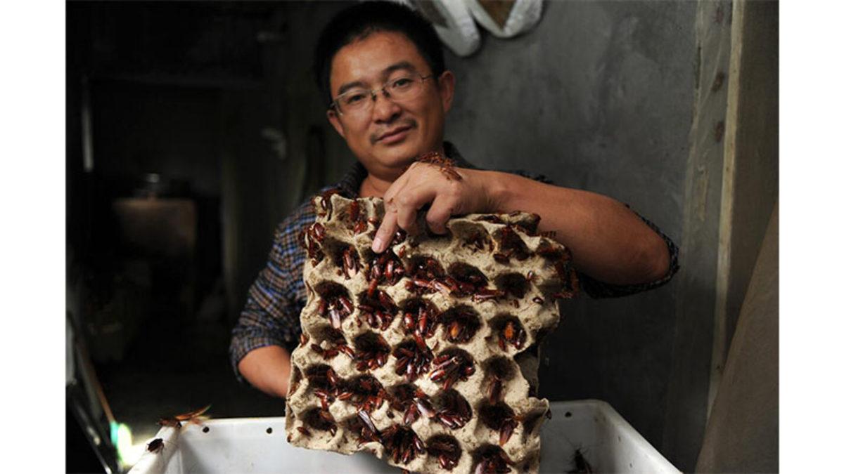 Çin Neden Çiftliklerde Hamam Böceği Yetiştiriyor? (Hayır, Yemek İçin Değil)