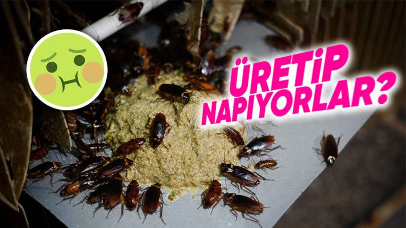 Çin Neden Çiftliklerde Hamam Böceği Yetiştiriyor? (Hayır, Yemek İçin Değil)